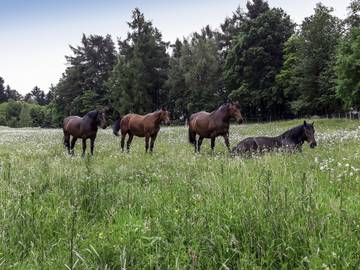 Dom dla 8 osoby w Sudety (Polska), Dolny Śląsk, Zdjęcie 4