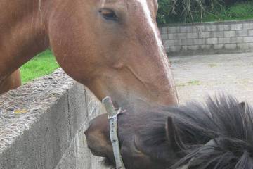 Gîte pour 6 personnes, animaux acceptés à La Lucerne-d'Outremer