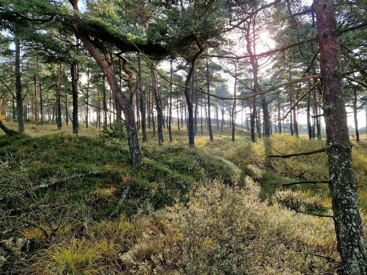 Luxuriöses Refugium mit Pool in Kongsmark, Rømø