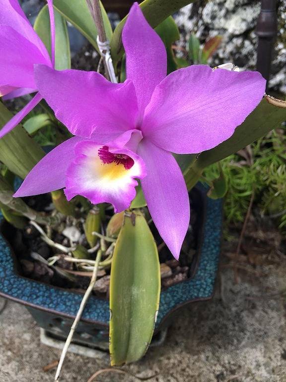 Vacation rental for 10 people, with hot tub and pool as well as yard in Hanalei