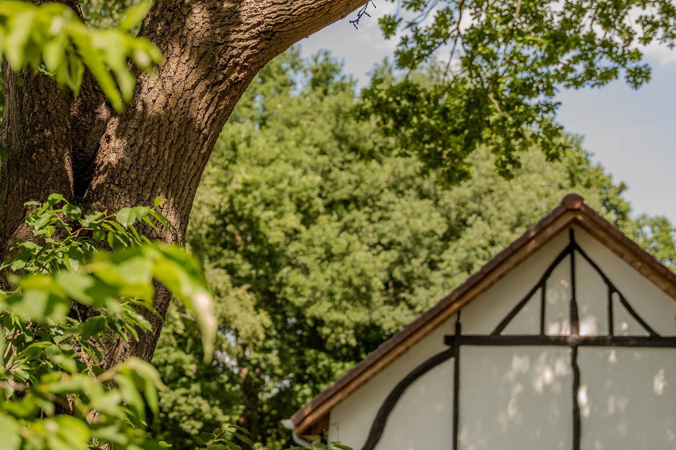 Woodz Lodges — Villa Lodge met Jacuzzi | 8 personen in Heusden-Zolder, Hasselt en omgeving