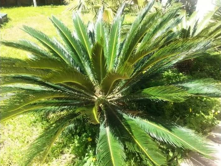 Gîte pour 4 personnes, avec jardin et piscine à Cava d'Aliga - 3