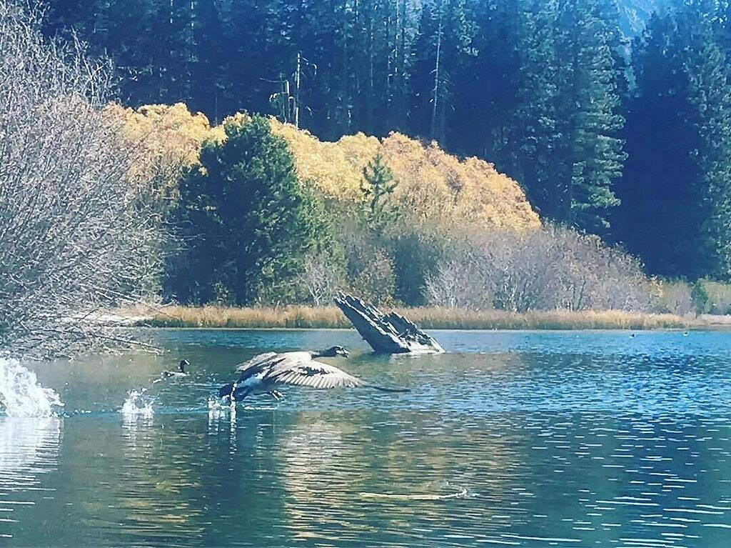 Sie werden unser wunderschön eingerichtetes Ferienhaus im Wald lieben in Shasta County