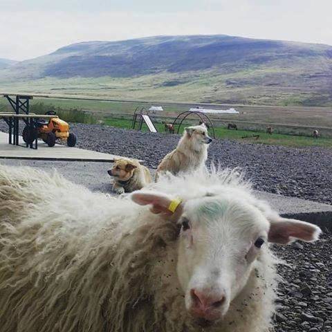 Location de vacances pour 8 personnes, avec vue ainsi que piscine et jardin, animaux acceptés en Islande - 3