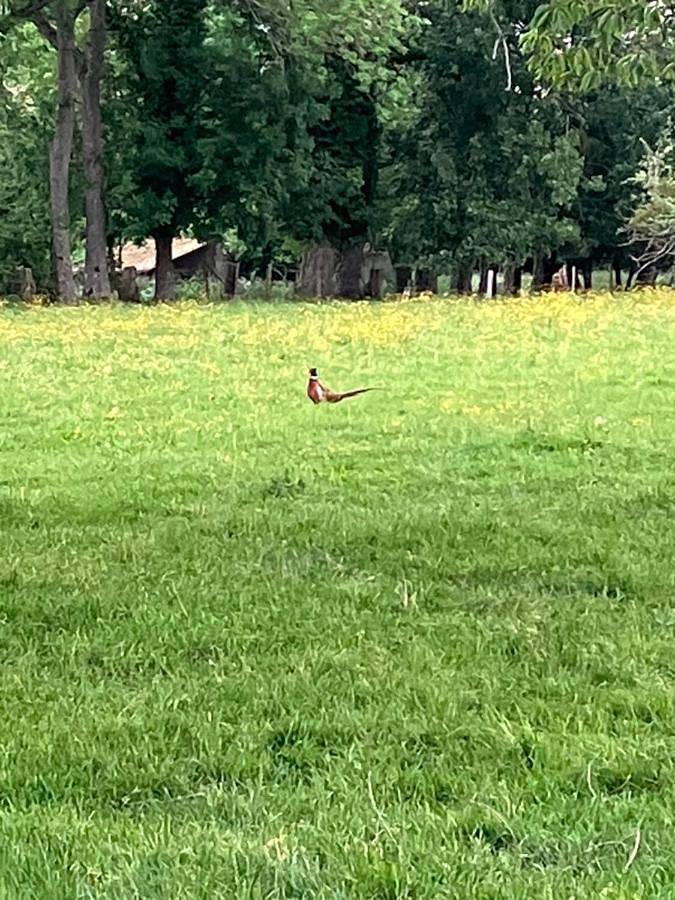 Gîte pour 2 personnes, avec vue et jardin dans Saint-Maclou-de-Folleville - 2