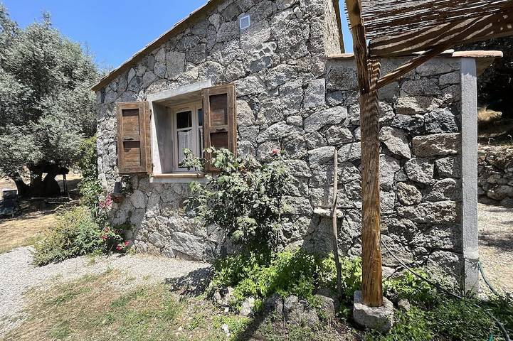Caseddu affascinante, piccola pecora tipico della Corsica in Sartena, Sartène e dintorni
