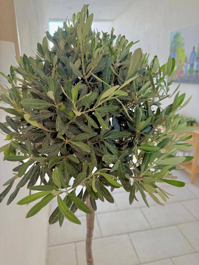 Location de vacances pour 3 personnes, avec jardin, animaux acceptés à Torre Santa Susanna