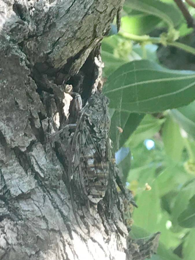 Location de vacances pour 4 personnes, avec jardin ainsi que vue et piscine, animaux acceptés à Paradou - 2