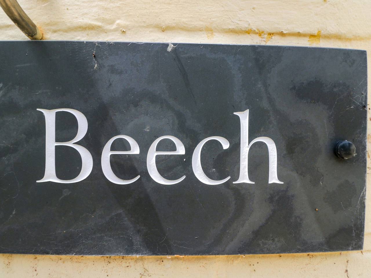 Beech in Kintbury, Berkshire