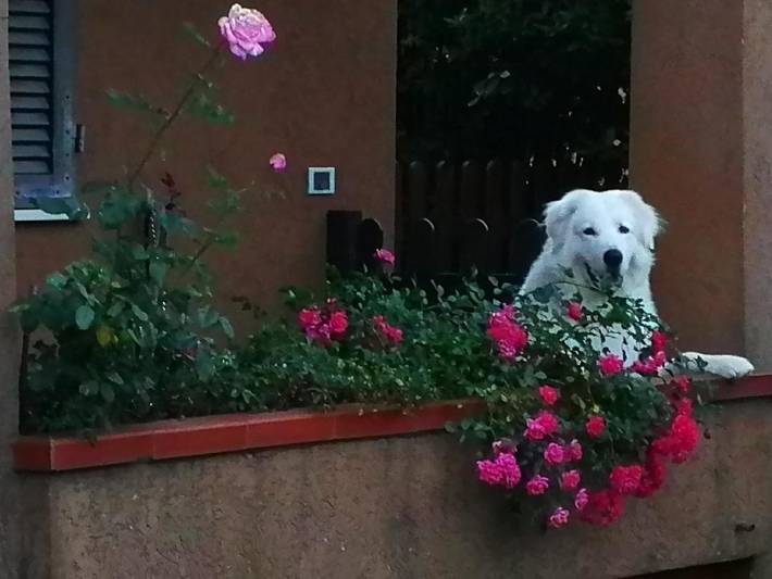 Villa pour 5 personnes, avec vue et jardin, animaux acceptés à Forte dei Marmi - 3