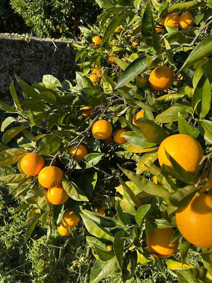 Location de vacances pour 13 personnes, avec jardin et vue dans Fornos de Algodres - 4
