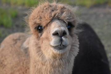 Holiday Home for 5 People in Queensland, Photo 2