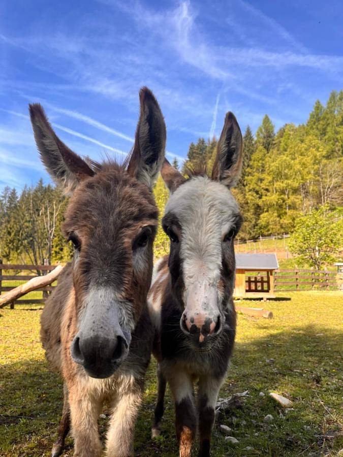 Ferienwohnung für 6 Personen, mit Garten und Ausblick, mit Haustier - 1