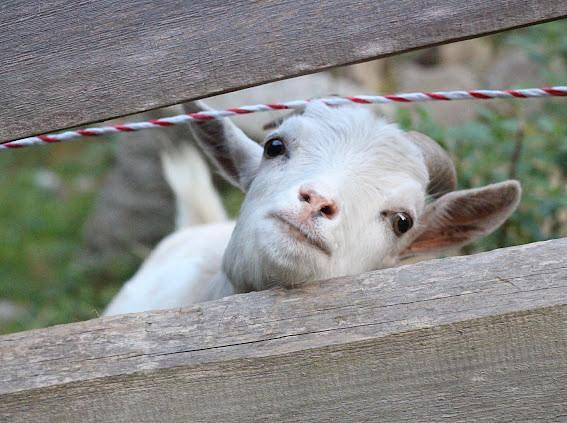 Bauernhof für 4 Personen, mit Balkon/Terrasse und Balkon, mit Haustier in Neunburg vorm Wald - 2