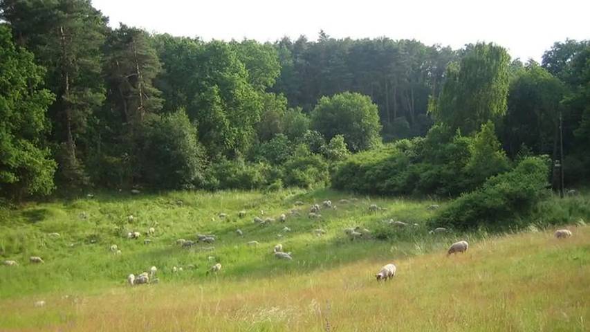 Ferienwohnung für 4 Personen, mit Garten in Märkische Schweiz - 3