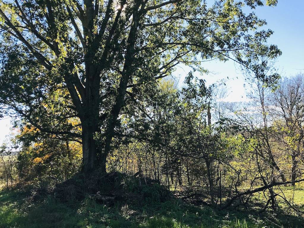 Country Cottage on the farm, peaceful, stars and fireflies! Sleeps 4! in Kentucky