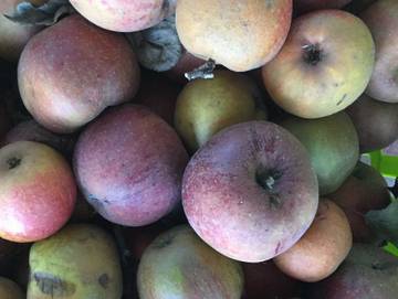 Ferienwohnung für 2 Personen, mit Garten und Ausblick, kinderfreundlich in Jork