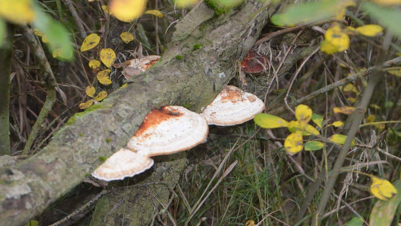 Ferienhaus für 6 Personen (80 m²) in Bredebro in Bredebro, Tondern und Umgebung