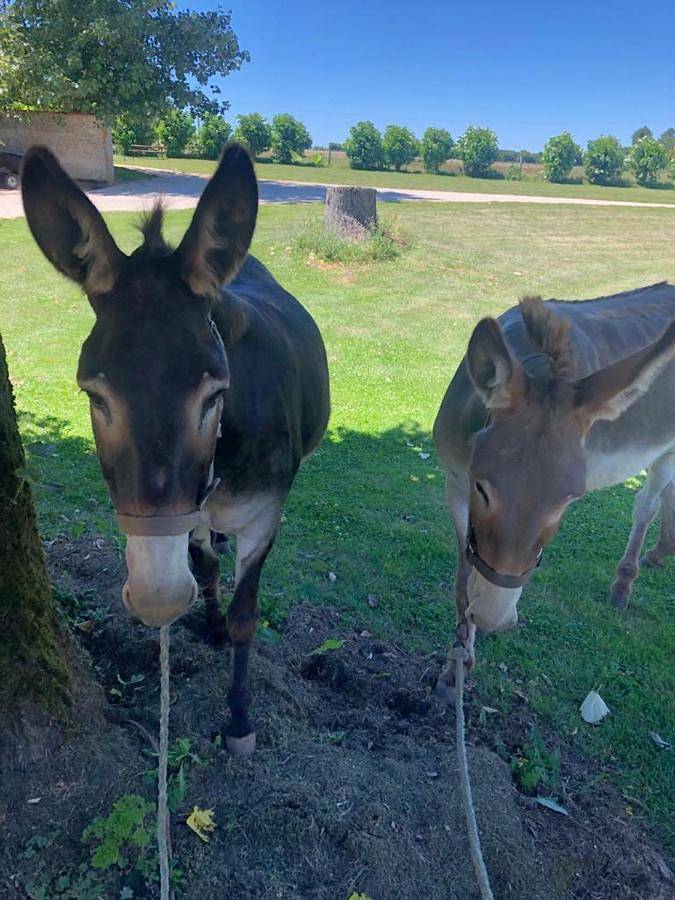 Location de vacances pour 4 personnes, avec jardin et piscine, adapté aux familles à Hanc