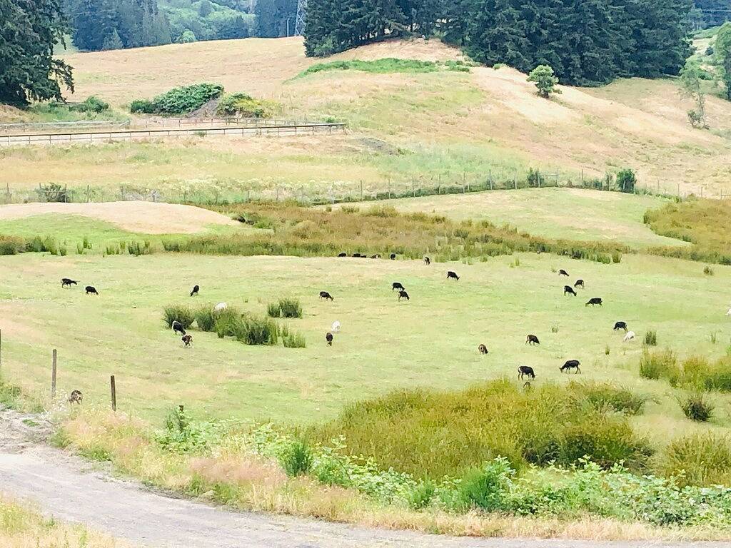 Magical Farm Villa with Heated Salt Water Pool in North Cowichan, Cowichan Valley Regional District