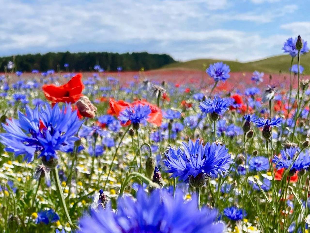 Ganze Ferienwohnung, Landferienwohnung Kornblume - Fewo Kornblume in Rappin, Rügen