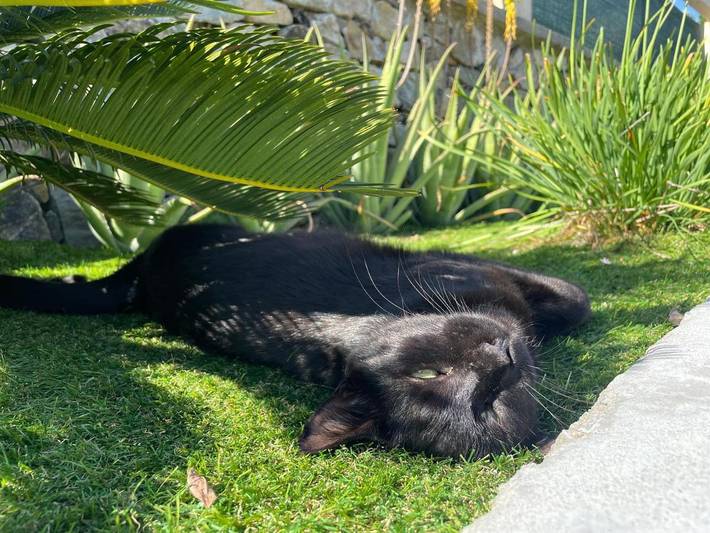 Maison d’hôte pour 2 personnes, avec piscine ainsi que jardin et vue à Sestri Levante - 4