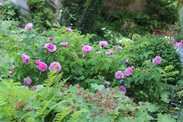 Ferienwohnung für 2 Personen, mit Balkon/Terrasse in Wartburg - 4