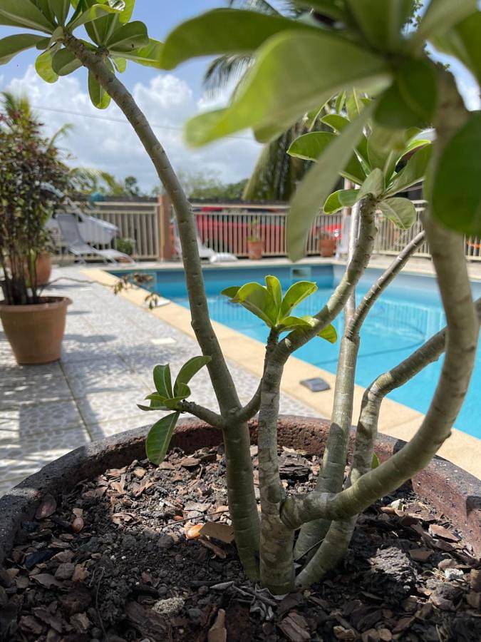 Maison de vacances pour 2 personnes, avec jardin et vue ainsi que terrasse et piscine