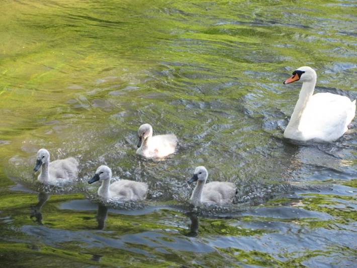 Ferienwohnung für 5 Personen, mit Ausblick und Garten in Rust - 3