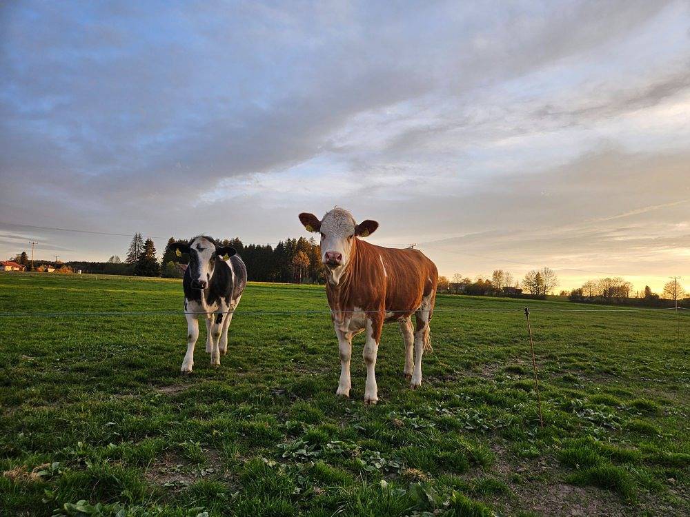Bummler Hof - Ferienwohnung Alpspitz -mit Balkon und Panoramablick in Legau, Bayerisch Schwaben