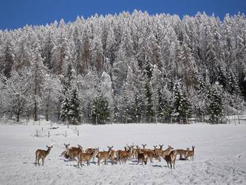 Chalet für 8 Personen in Heiligenblut, Großglockner, Bild 3