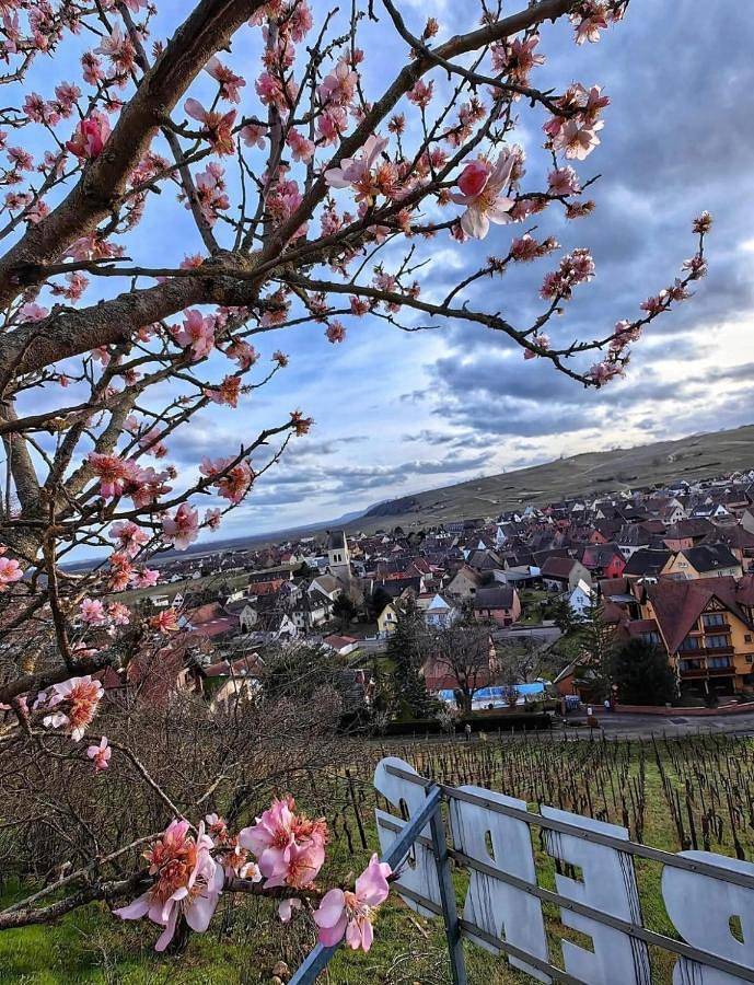 Location de vacances pour 5 personnes, avec jardin à Bennwihr - 2