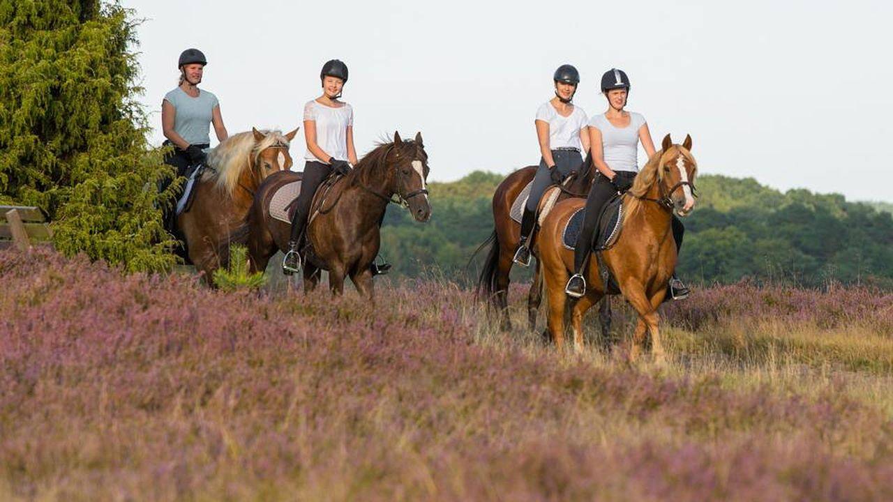 Ganze Ferienwohnung, Ferienwohnung für 4 Personen (60 m²) in Bispingen in Bispingen, Nordheide