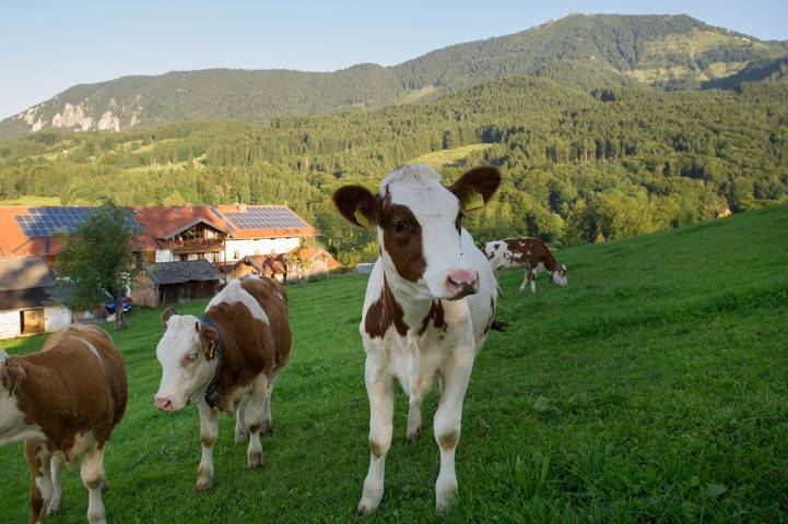Bauernhof für 2 Personen, mit Garten in Landkreis Rosenheim - 2