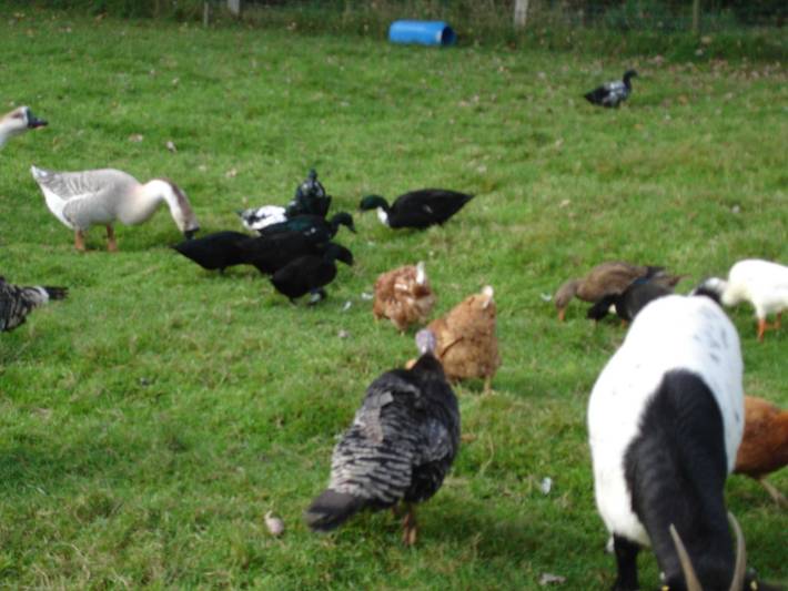 Bauernhaus für 4 Personen, mit Garten und Terrasse, kinderfreundlich in Ostfriesland - 2