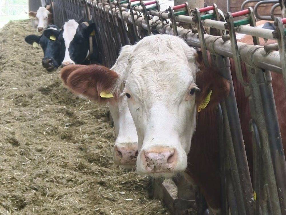Bauernhof Bohner - Hofblick in Stockach, Landkreis Konstanz