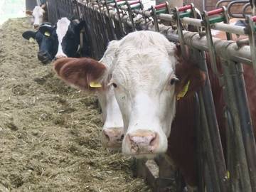 Ferienhaus für 4 Personen in Stockach, Landkreis Konstanz, Bild 2