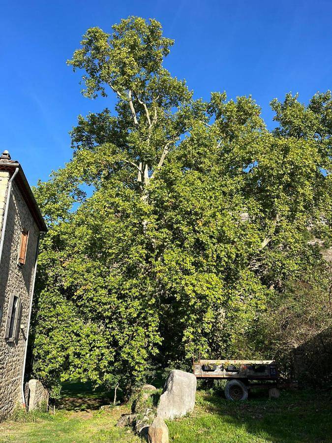 Gîte pour 5 personnes, avec terrasse et jardin, animaux acceptés à Montréal (Rhône-Alpes) - 2