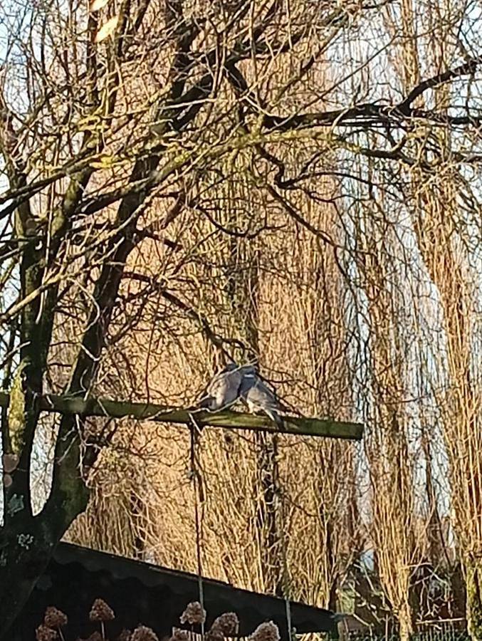 Gîte pour 2 personnes, avec jardin et vue à Torhout - 4