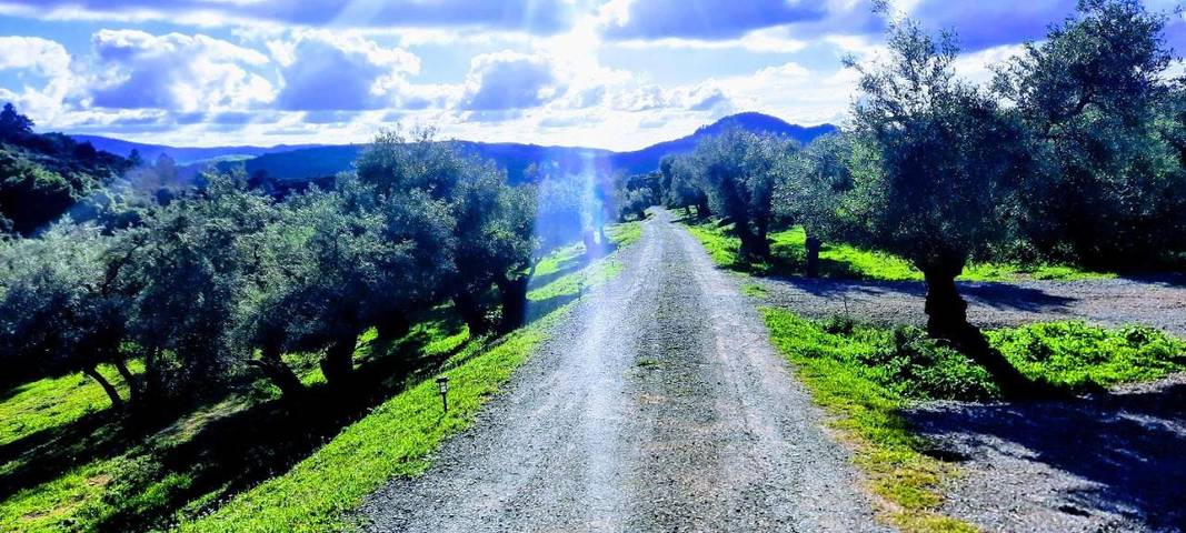 Casa rural para 20 personas, con vistas y vistas al lago además de piscina y jardín en Algodonales - 4