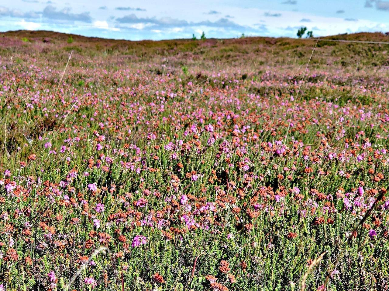 Strandbungalow Gluck -- By Traum Ferienwohnungen in Henne, Varde