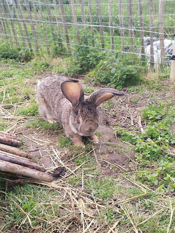 Location de vacances pour 6 personnes, avec terrasse et jardin dans Brugelette - 2