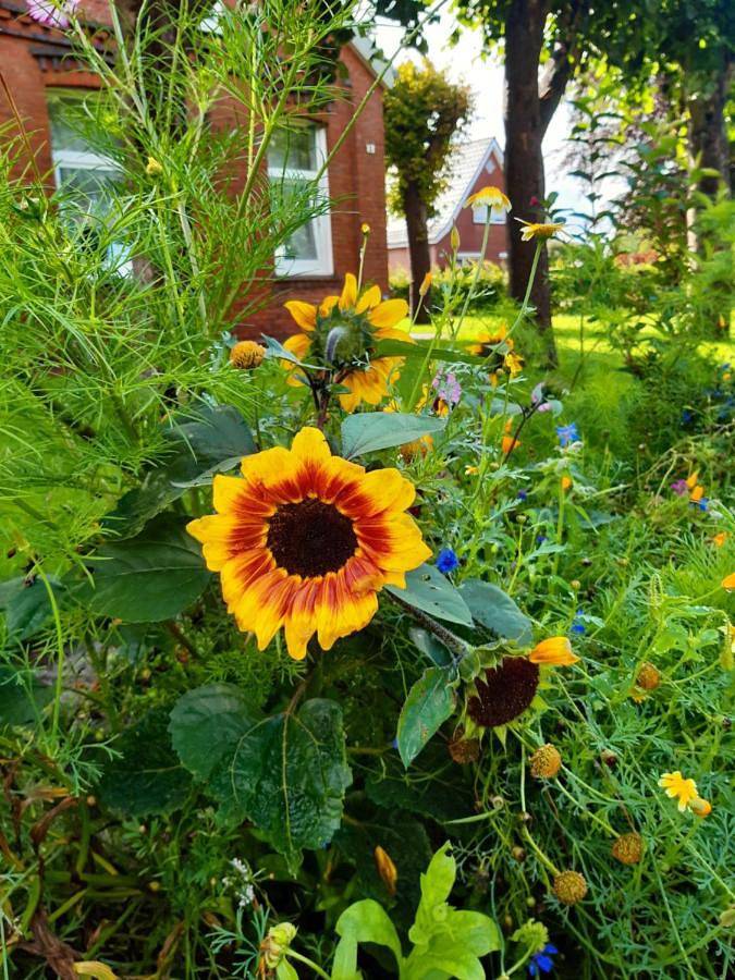Ferienhaus für 5 Personen, mit Garten, mit Haustier in Weener - 3