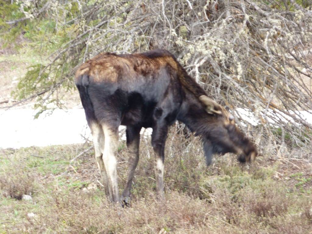 Wolf Crossing - Kabine in Absaroka Range