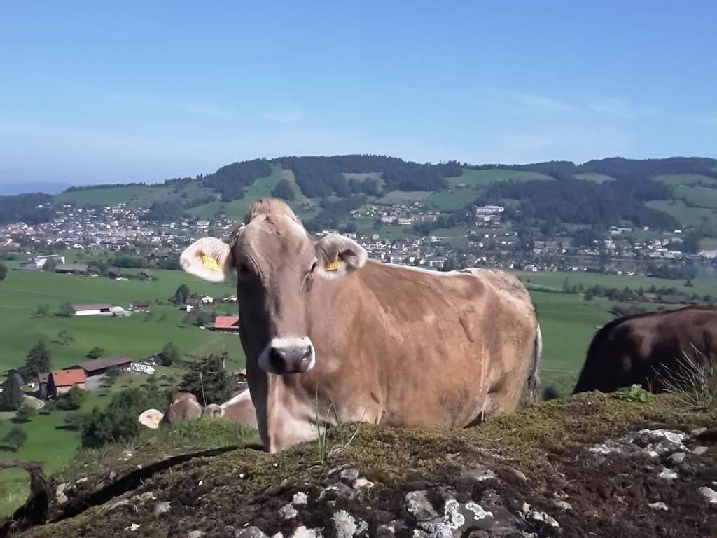 Ferienwohnung mit 1 Schlafzimmer in Unterägeri, Kanton Zug