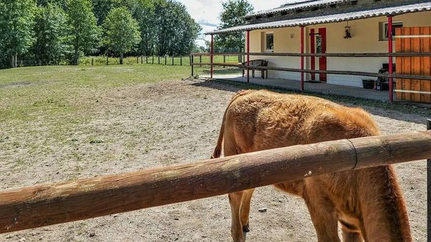 Ferienhaus für 5 Personen, mit Terrasse und Garten in Sachsen-Anhalt - 4