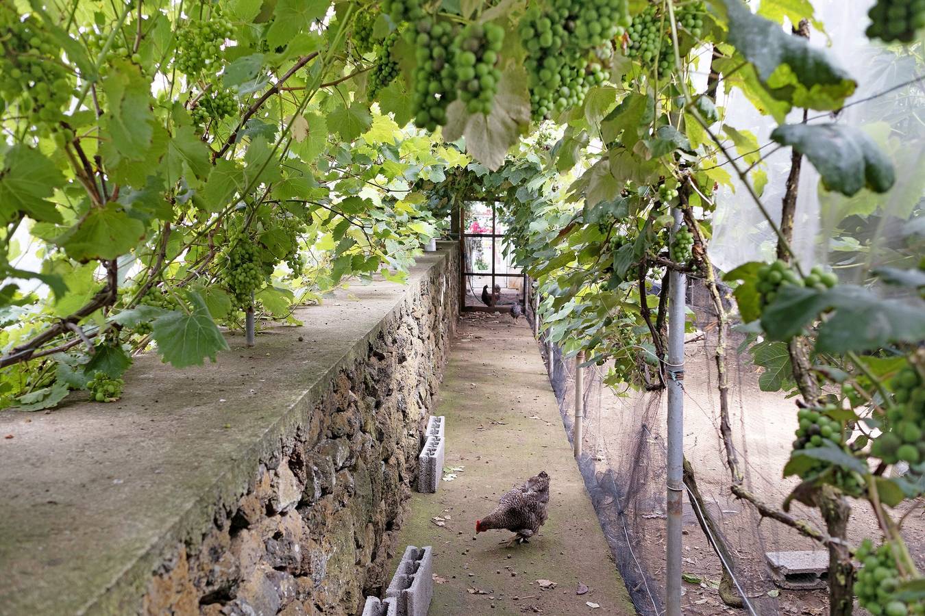 Holiday Home 'Casa Das Rosas' with Sea View, Private Terrace and Wi-Fi in Porto Judeu, Terceira (Azores)