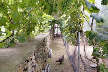 Casa De Férias para 6 Pessoas em Porto Judeu, Terceira, Foto 2