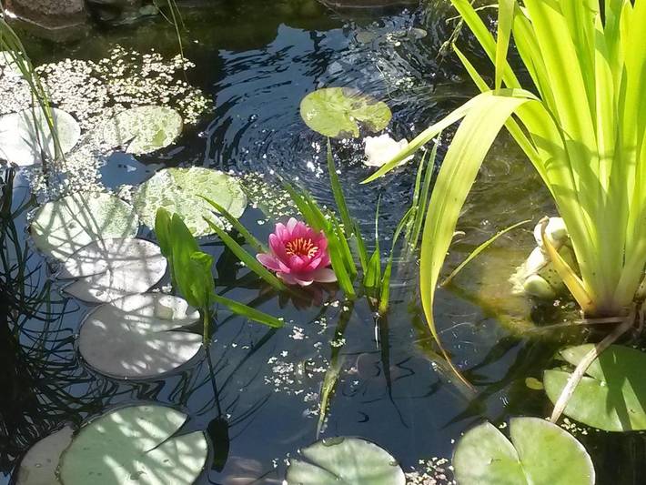 Ferienwohnung für 4 Personen, mit Garten und Seeblick in Rüdeheck