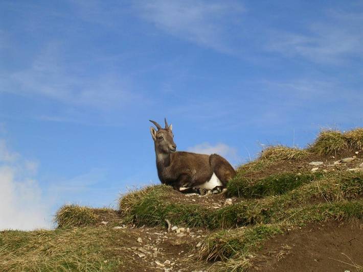 Gîte pour 4 personnes, avec vue et jardin, animaux acceptés dans Col des Aravis - 4